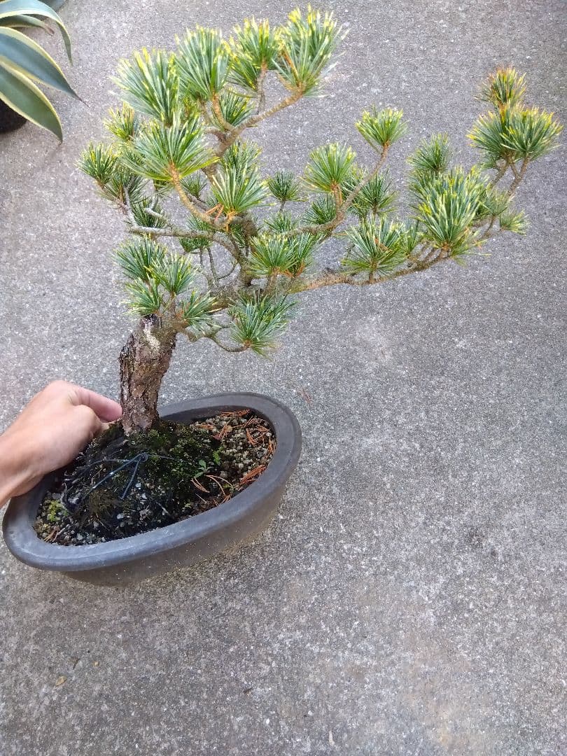 五葉松　斑入り　盆栽　8号陶器鉢つき　曲がり❗美柄❗　③