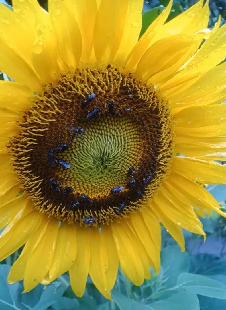 針なしミツバチの蜂蜜⭐️限定8本SALE、モリンガパウダー3袋⭐️歳末感謝、赤生姜