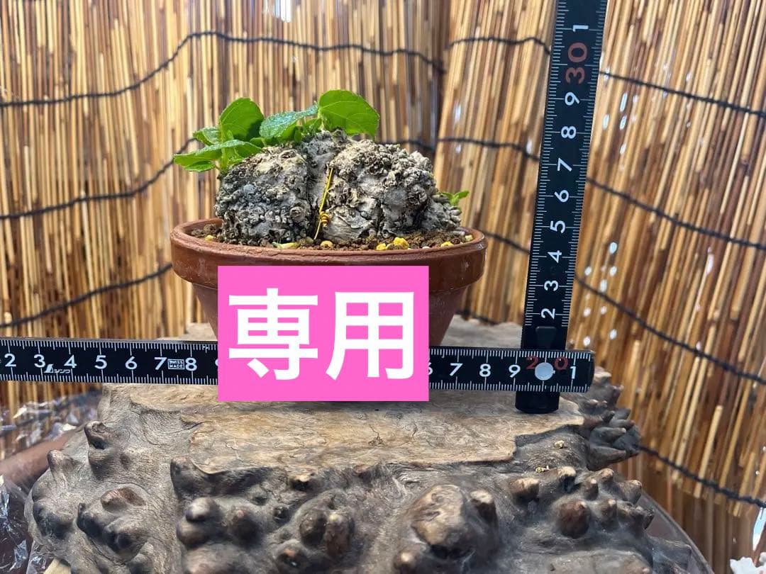 ✨✨✨オキナワイボオオハマボウ【◎美株品】/ユウナ/ハート葉happy♪