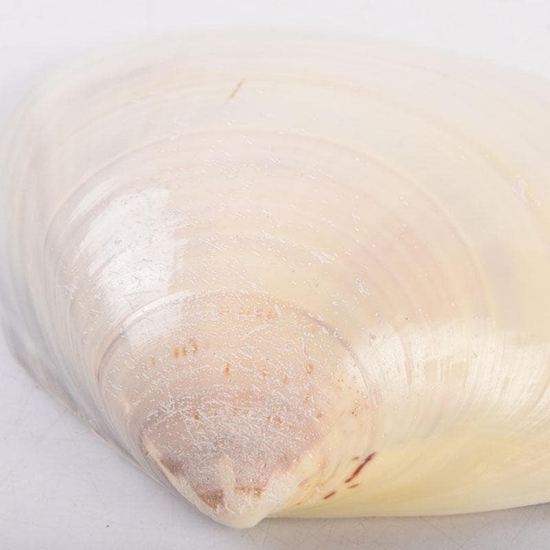 ジンジャー 　高橋正良作　浮彫　波月蒔絵　蛤香合　共箱　C　8518