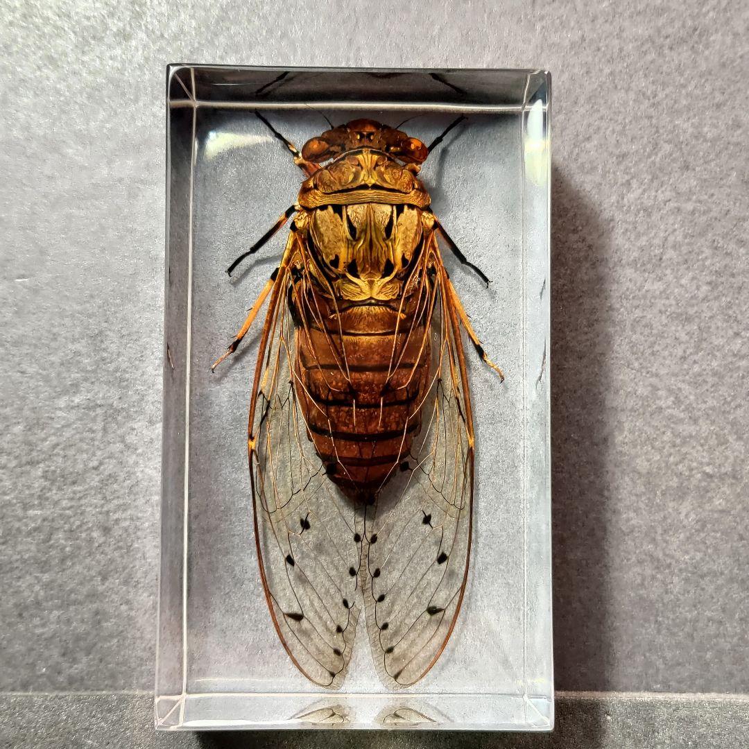 セミ レジン封入標本 テイオウゼミ