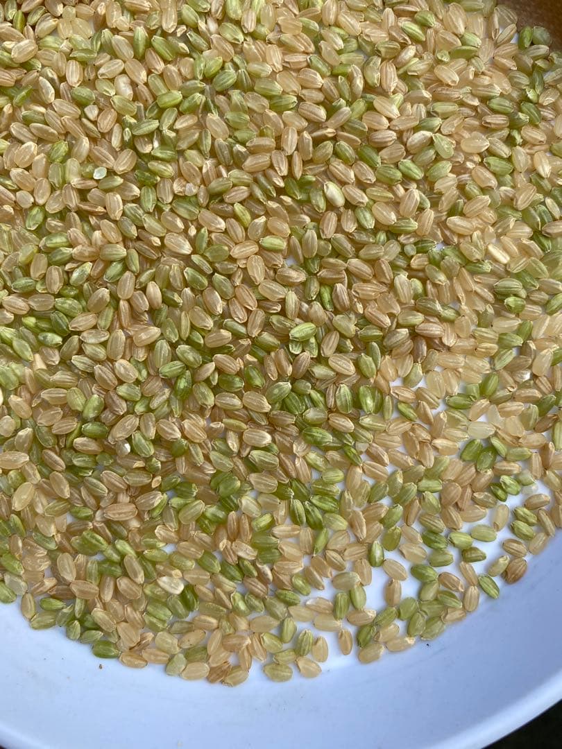 丹波産　中米　20キロ