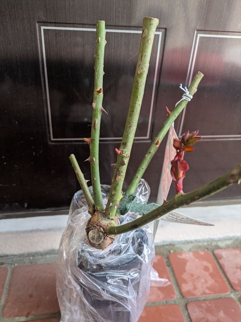 【太郎】バラ苗