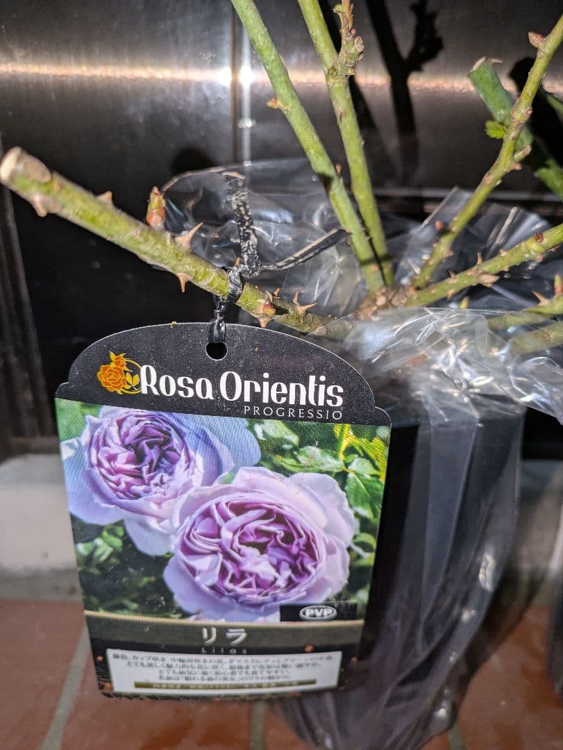 【太郎】バラ苗