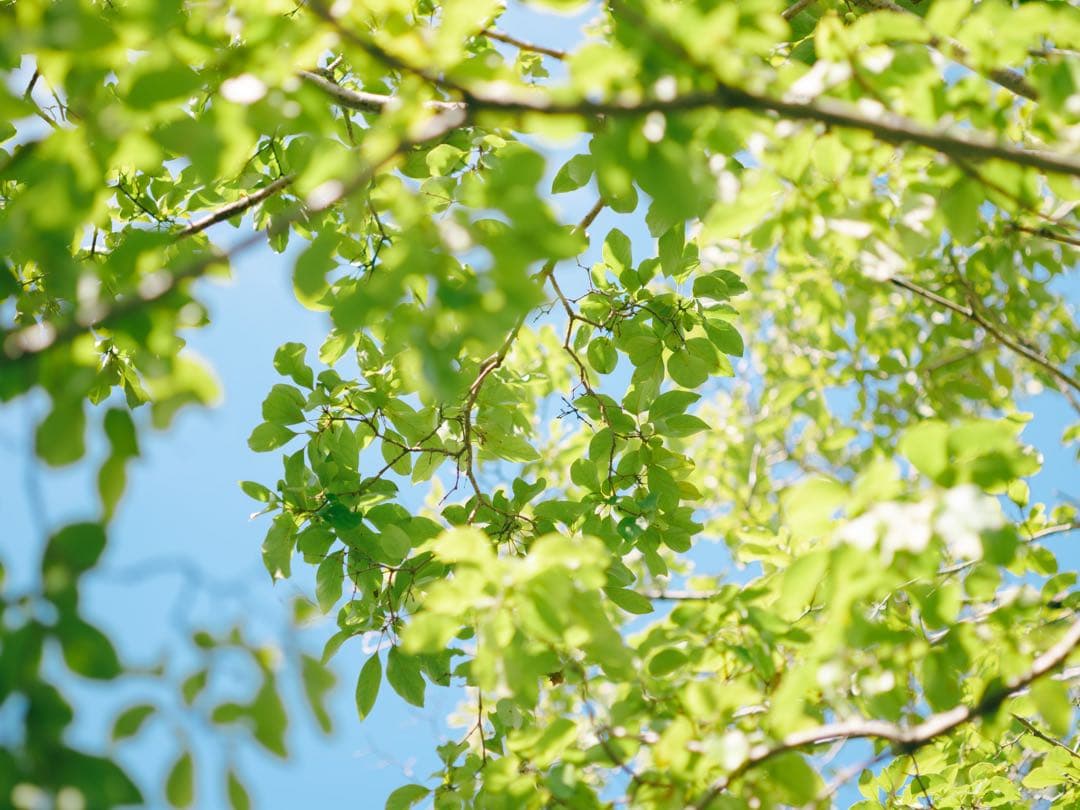 レンズ(単焦点) SMC PENTAX 67 105mm f2.4