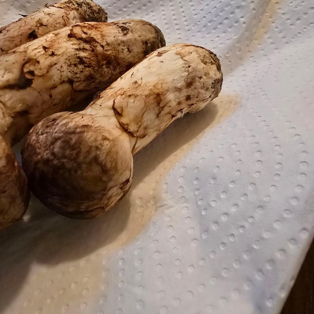 岩手県沿岸産 松茸 【蕾2と少し開き1】154ｇ 送料無料‼️