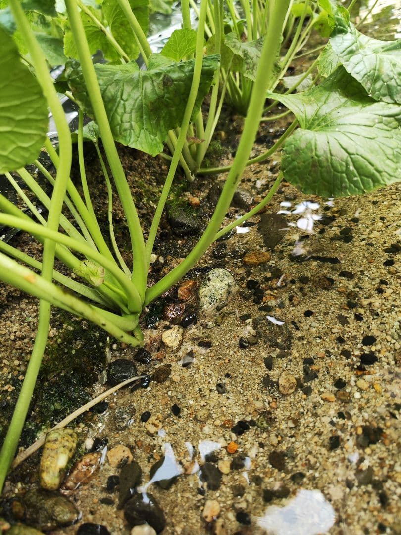 安曇野産 生わさび 1kg 生わさび 沢ワサビ 茎付きわさび