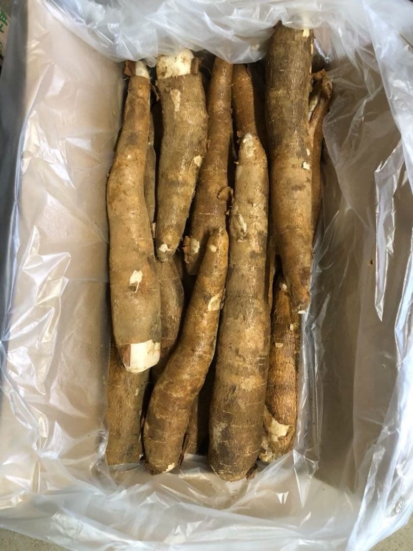 徳之島産キャッサバ生芋イエロー15キロ入り ＳＫです。
