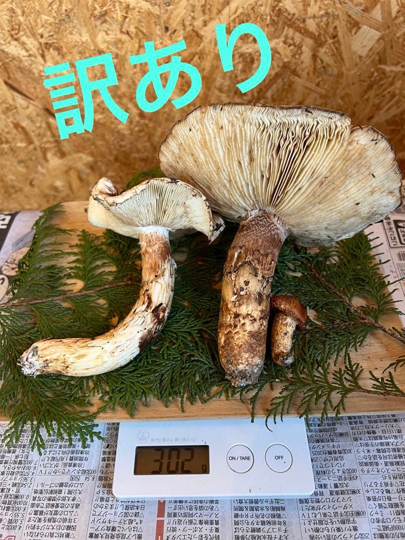 【訳あり】　10月23日　信州産　長野県産　松茸　302g 2本　辰野産　最終