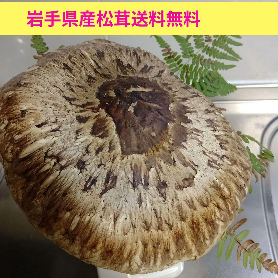 イ*チ様 ✿大きな大きな巨大松茸470グラム❀