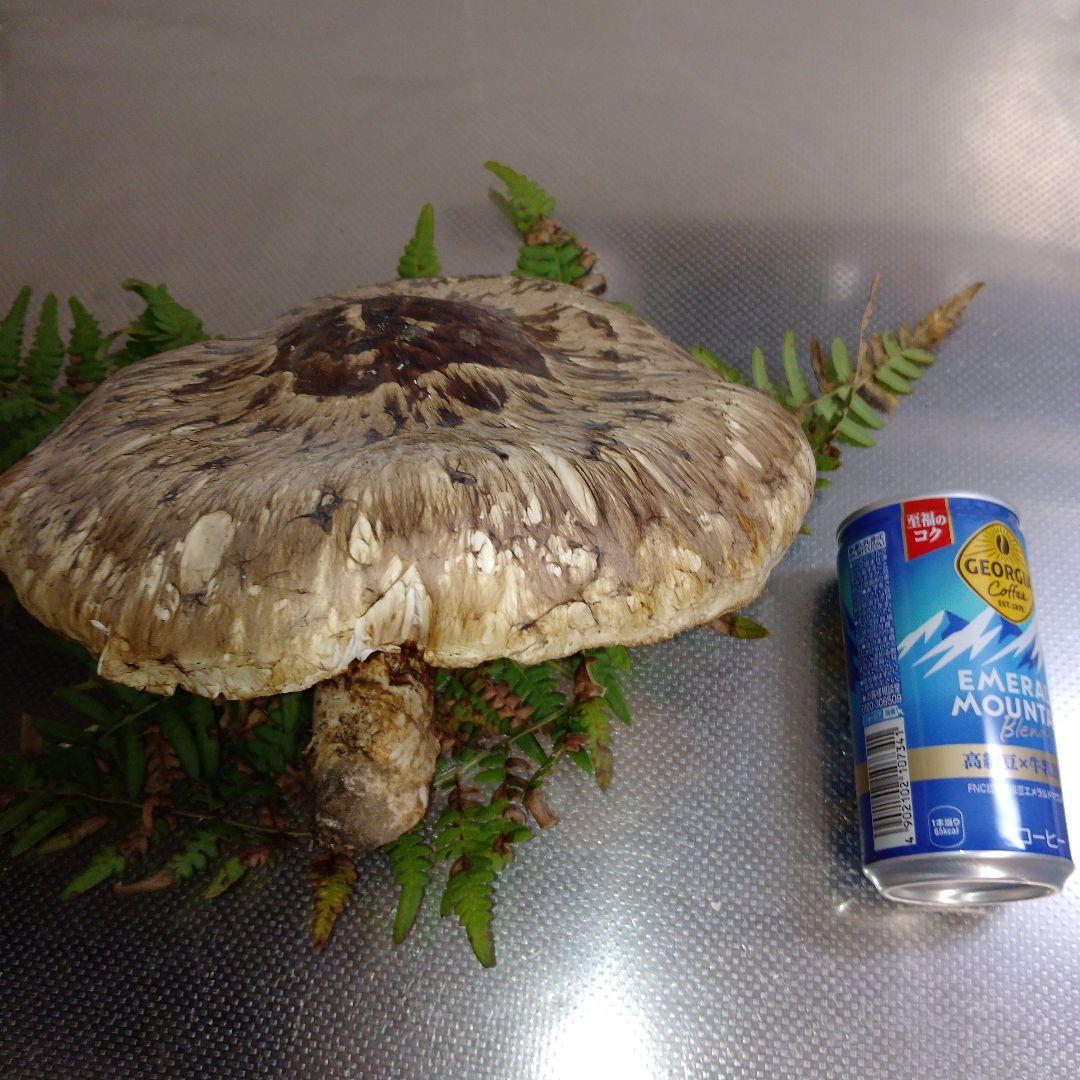 イ*チ様 ✿大きな大きな巨大松茸470グラム❀