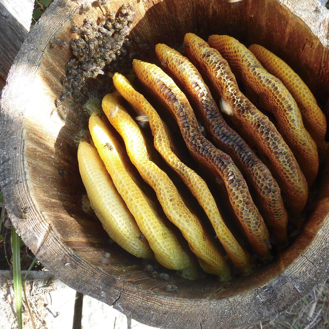 日本蜜蜂のはちみつ　結晶化　蜂蜜　百花蜜　ニホンミツバチ　国産　非加熱　無添加