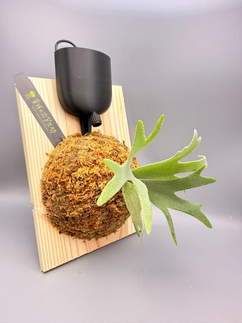 ビカクシダwillinckii Golden Boy spore金童ドワーフ特選