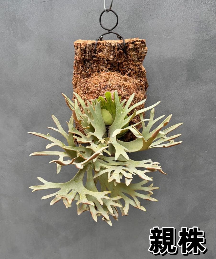 ビカクシダwillinckii Golden Boy spore金童ドワーフ特選