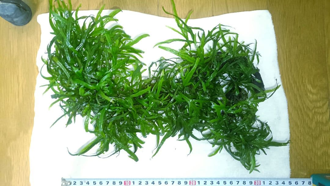 ミクロソリウム　サラワクカピット