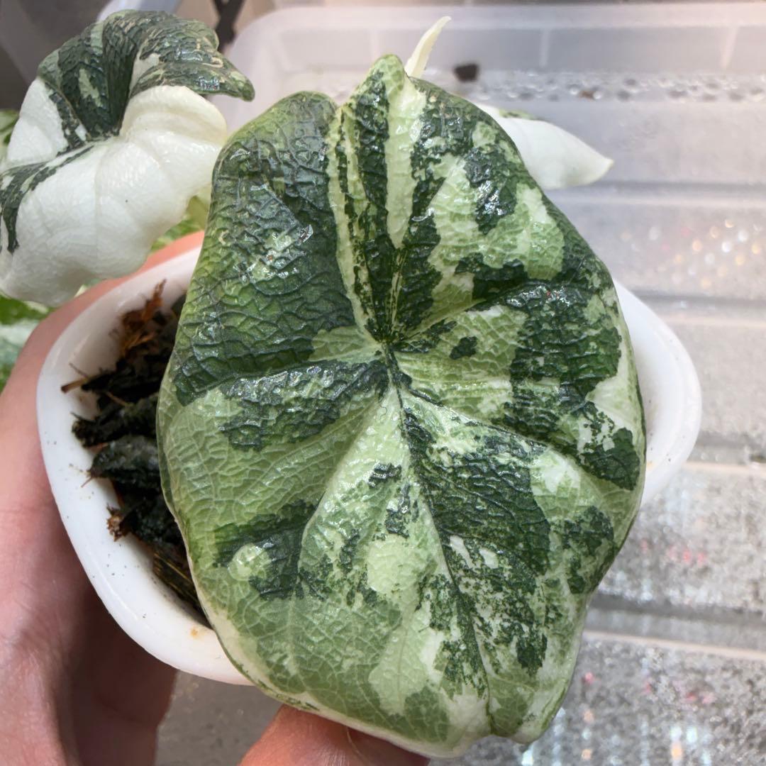 ティファニー アロカシア メロ アルボ