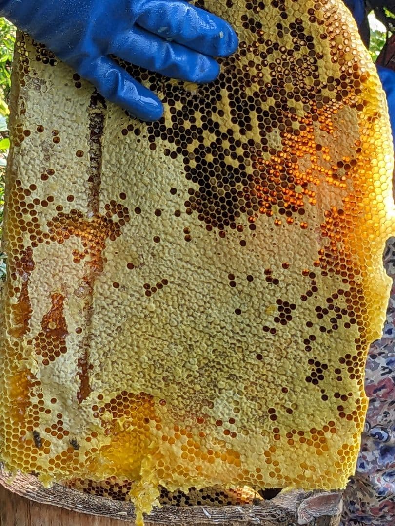 日本ミツバチ 蜂蜜 令和7年度 採れたて　たれ蜜　2年もの600g×2 非加熱