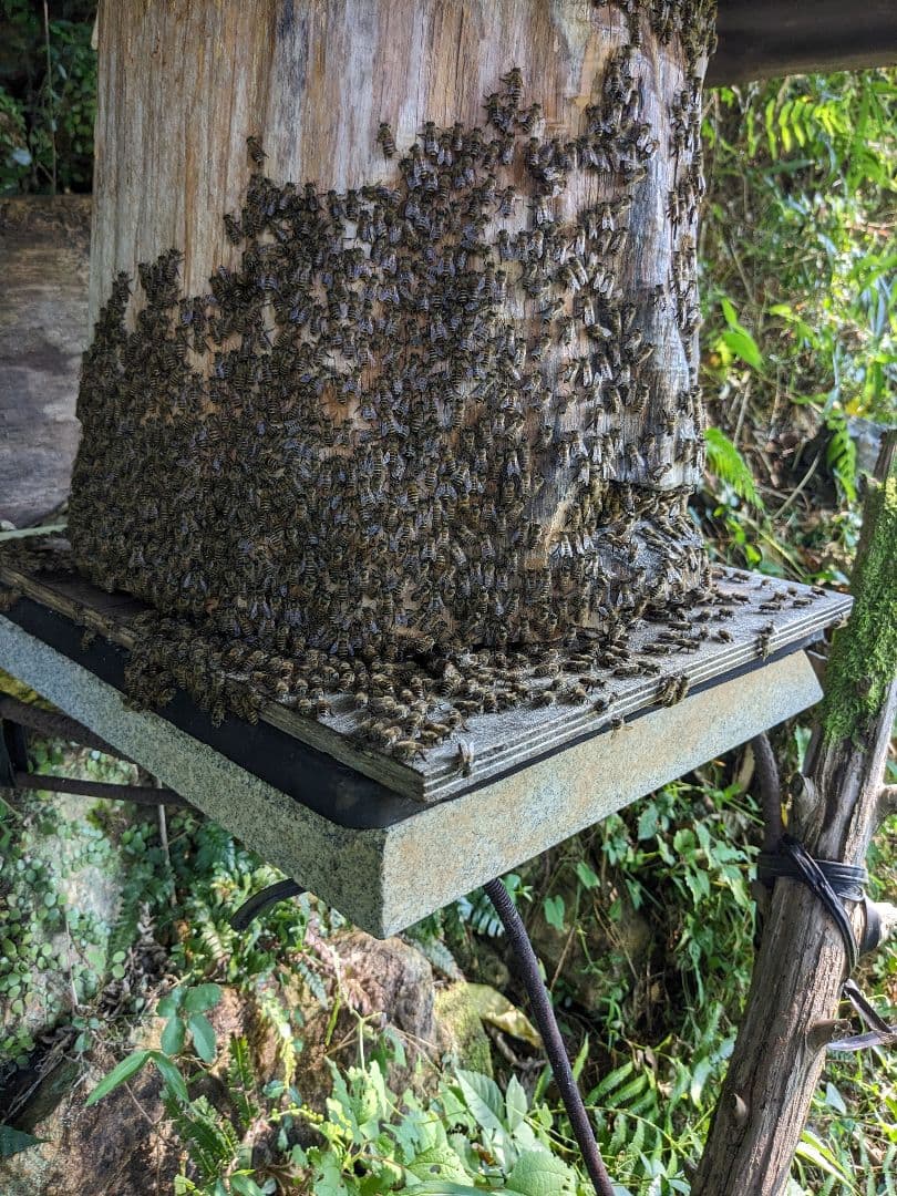 日本ミツバチ 蜂蜜 令和7年度 採れたて　たれ蜜　2年もの600g×2 非加熱