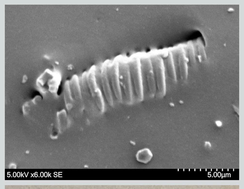 【最終価格】電磁波 防御 cmcbio ペンダント CMC総合研究所