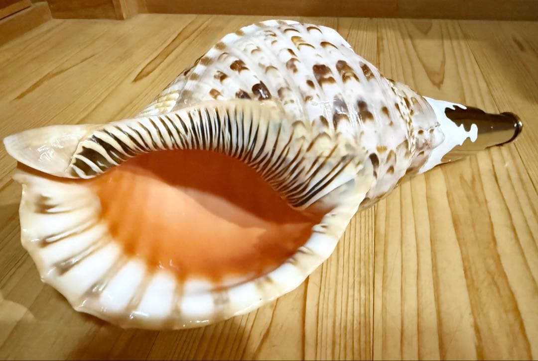 修験道法螺貝35㎝　山伏　密教　魔除け　熊よけ❣️ホラガイ　ほら貝