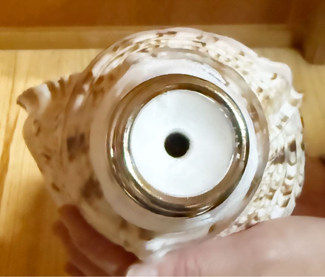 修験道法螺貝35㎝　山伏　密教　魔除け　熊よけ❣️ホラガイ　ほら貝