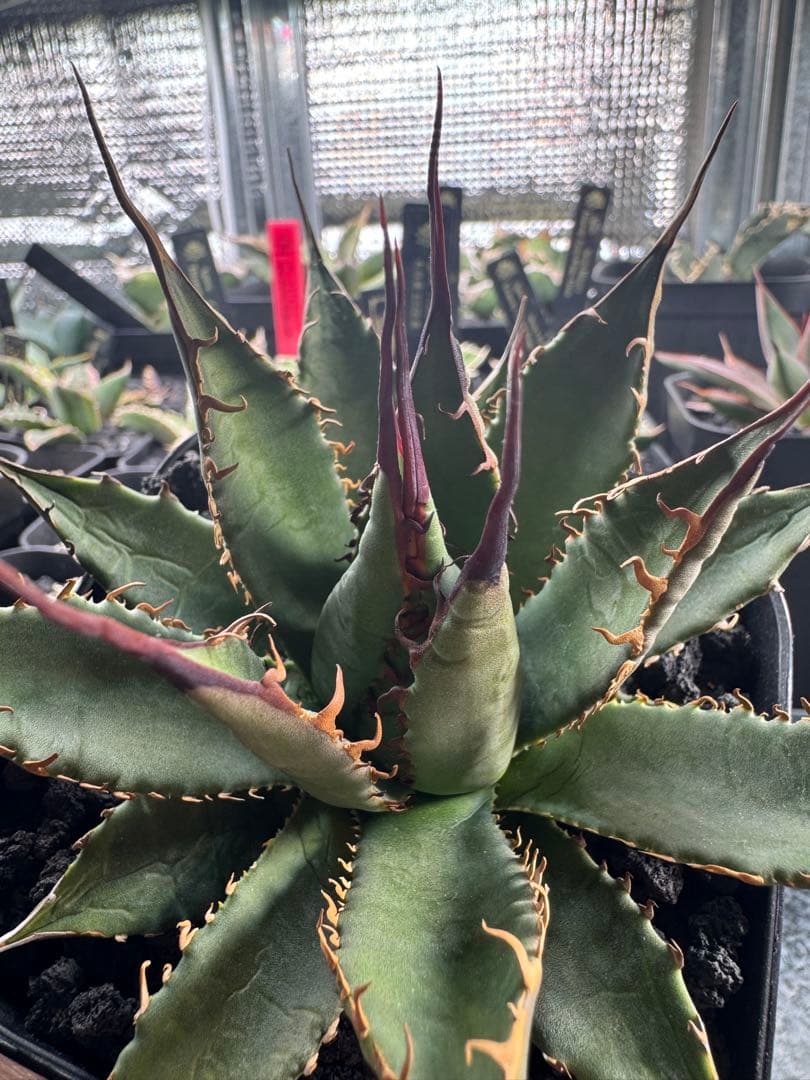 アガベ　ハイブリッド　妖炎×霍利達　検）妖姫　妖帝　妖霍利　エボリスピナ　ホリダ