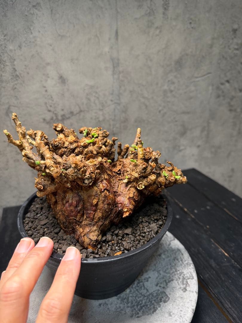 【特大株】ケラリア ピグマエア　発根確認済