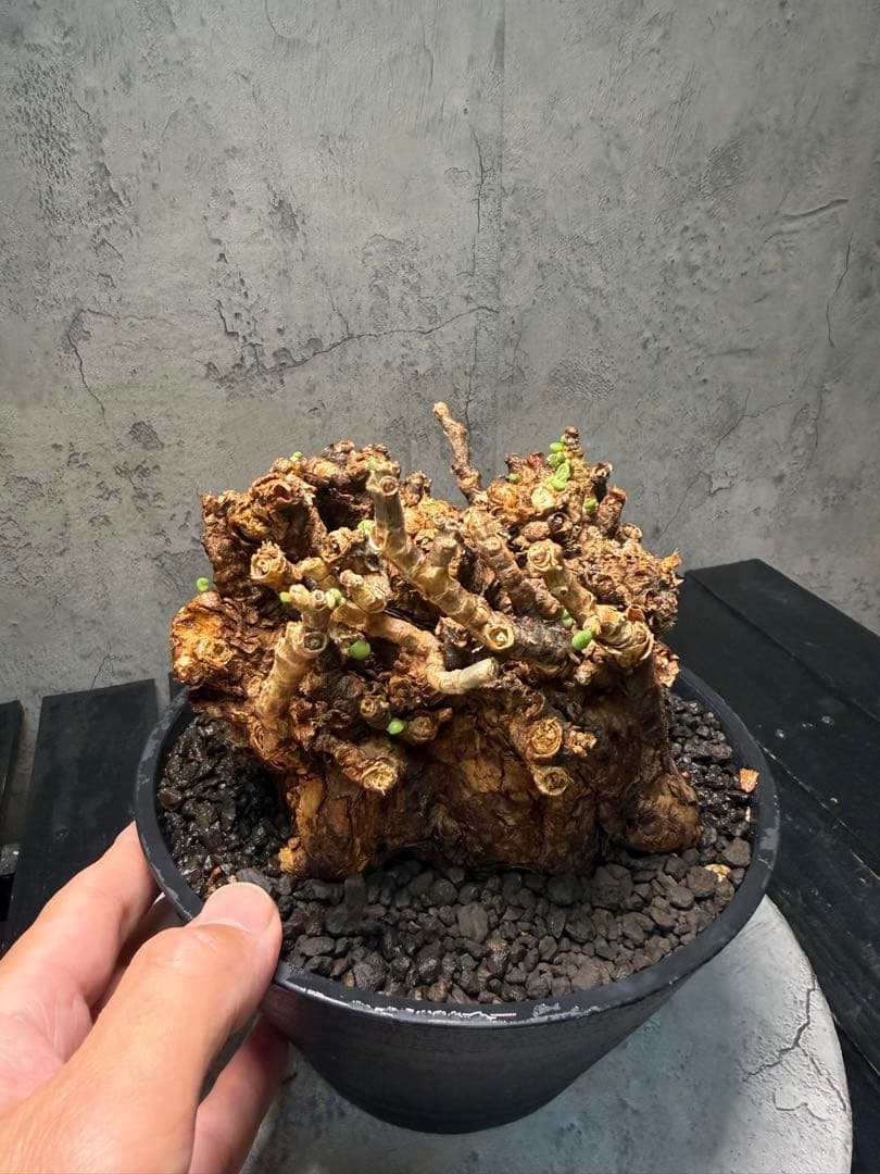 【特大株】ケラリア ピグマエア　発根確認済