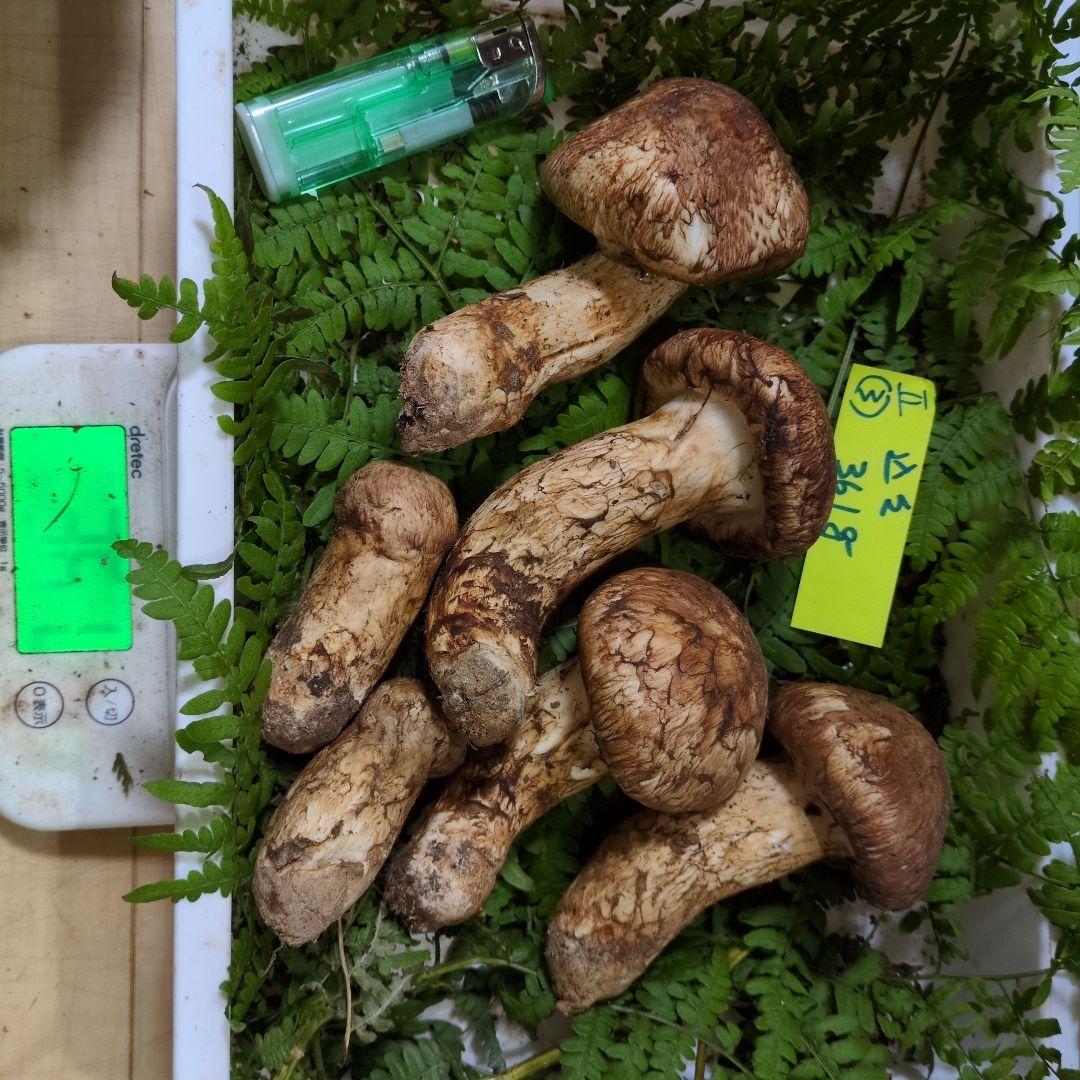 和歌山松茸 新鮮朝市　込み込み　361㌘