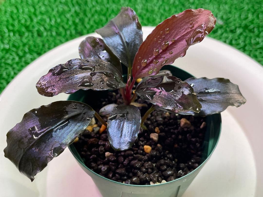 専用Bucephalandra sp.”Theia blue” 2019/01