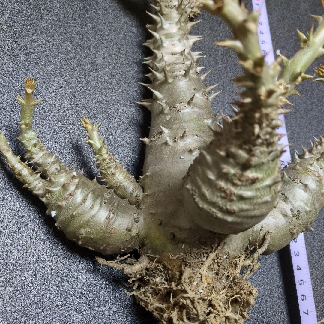 H*O様 パキポディウム ウィンゾリー 国内実生　サボテン 多肉植物 塊根 コー