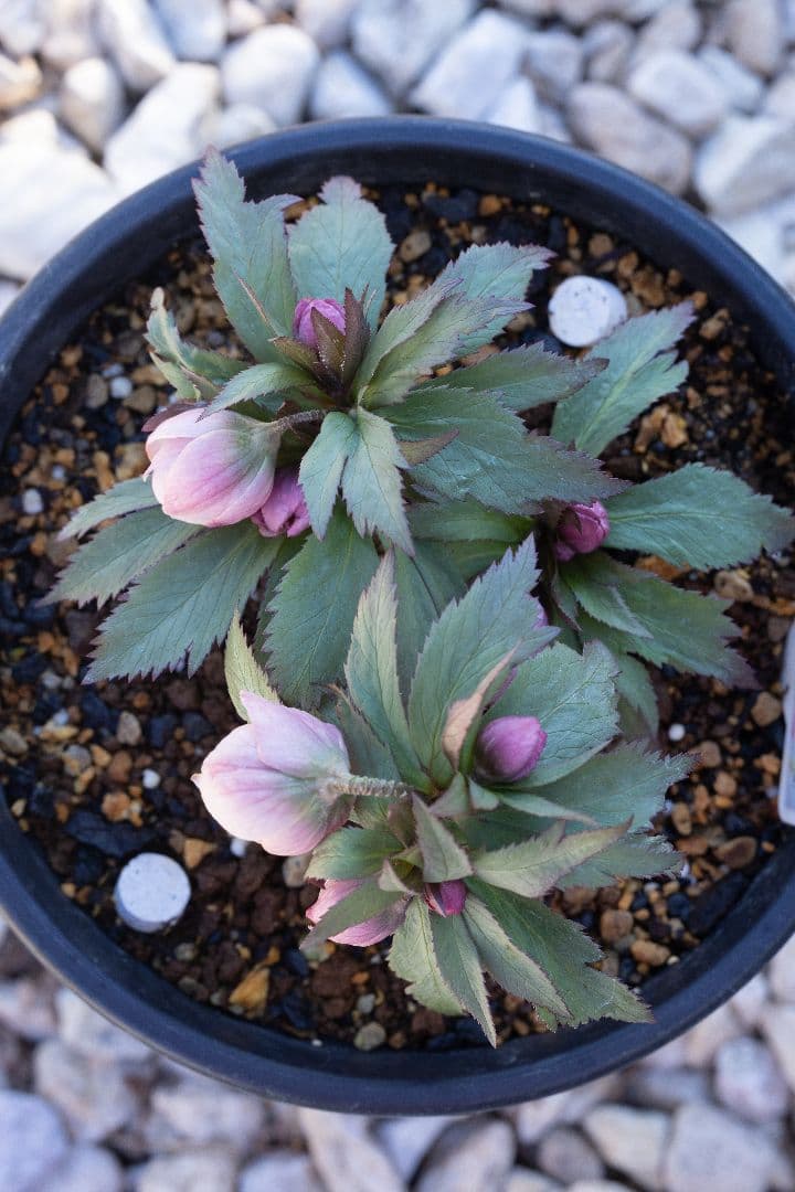 み*み様 クリスマスローズ チベタヌス交配6号開花株