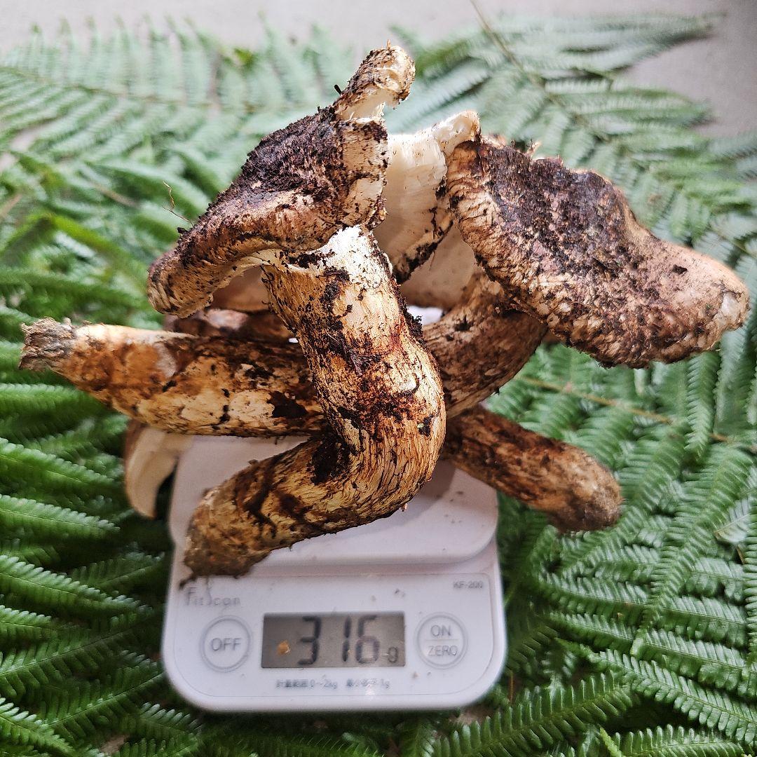 広島県産 松茸 316g