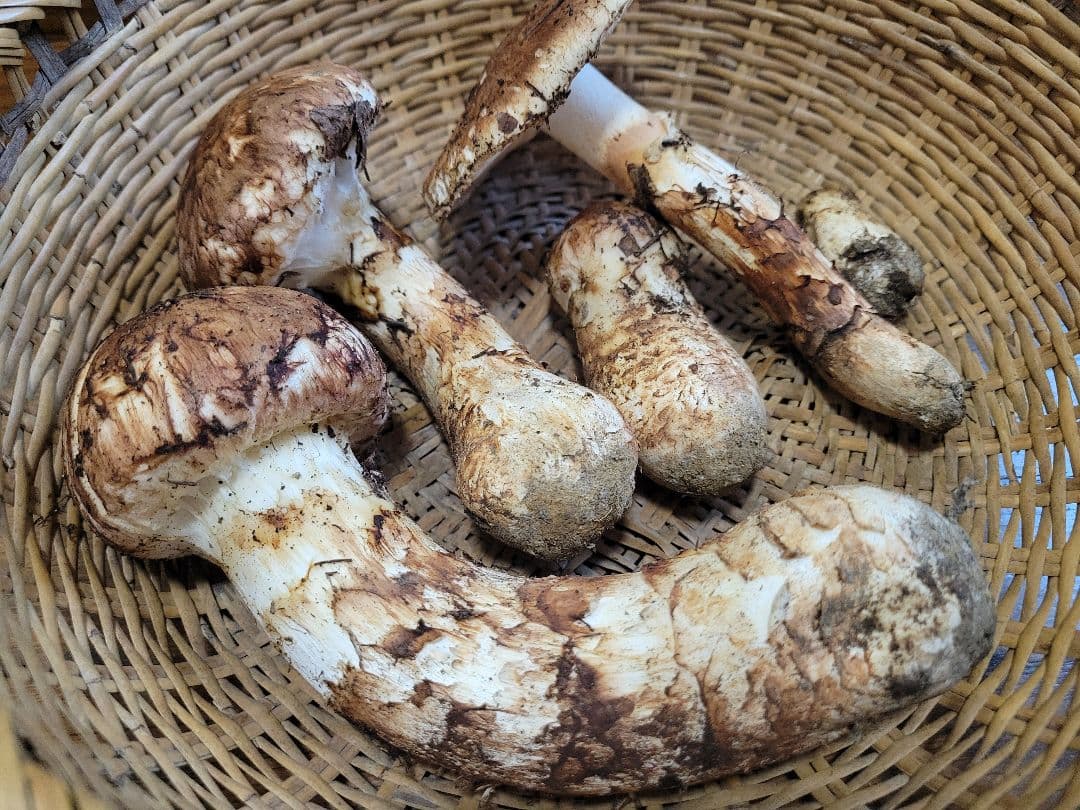 国産　岩手県産　松茸　400g