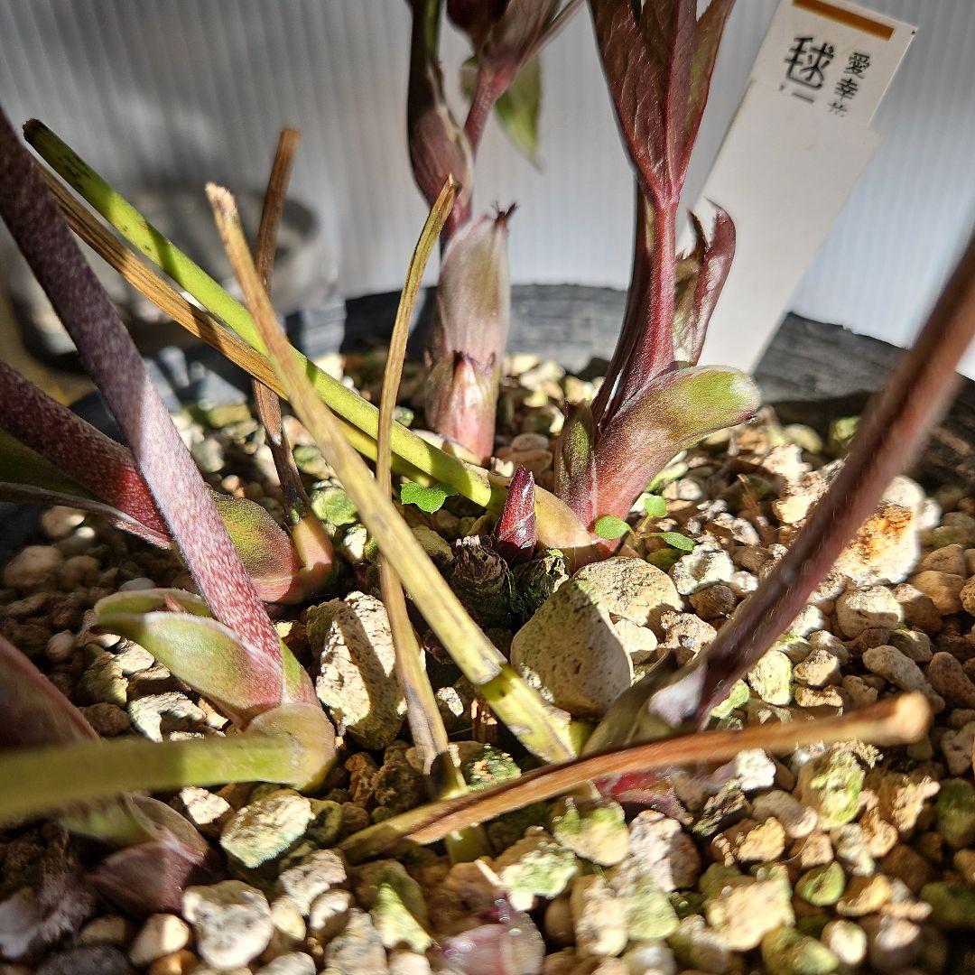 ㉖-404クリスマスローズ