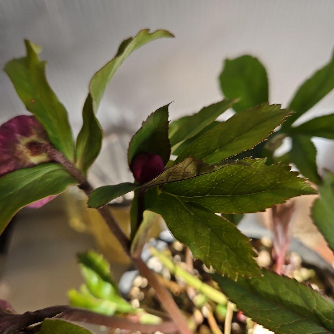 ㉖-404クリスマスローズ