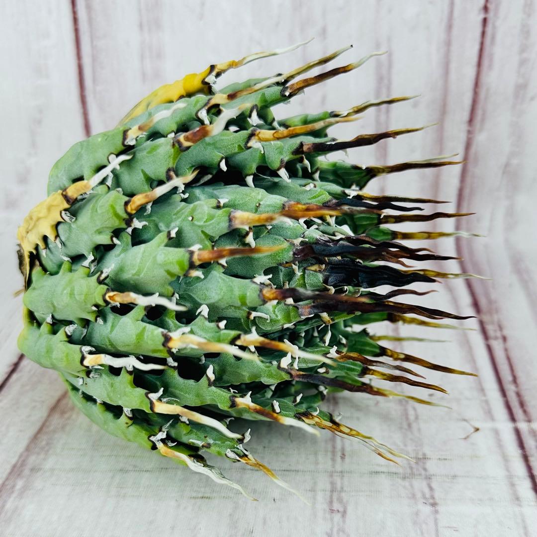 72 アガベ ユタエンシス エボリスピナ 黒棘 短棘 陽炎 ボール型 太棘