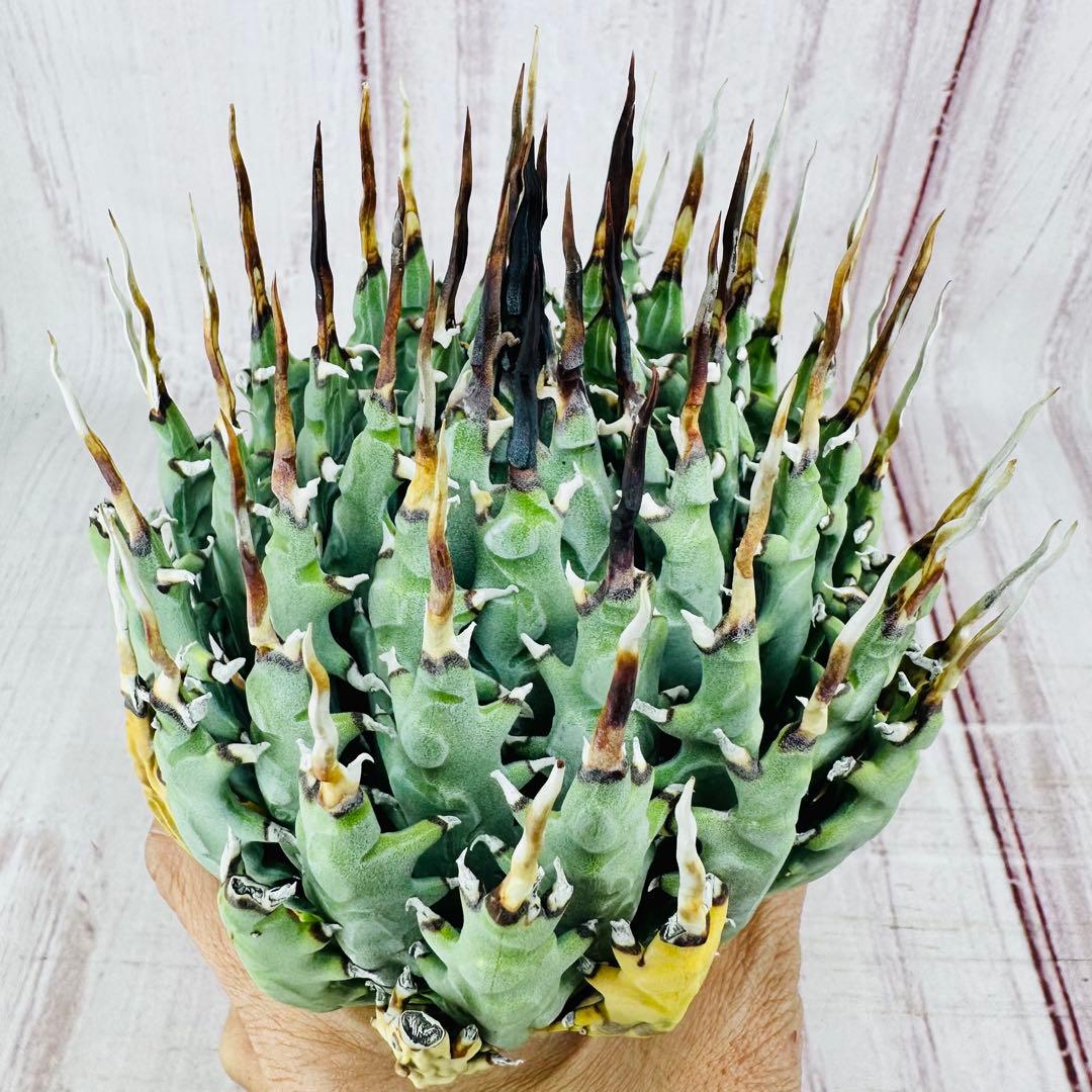 72 アガベ ユタエンシス エボリスピナ 黒棘 短棘 陽炎 ボール型 太棘