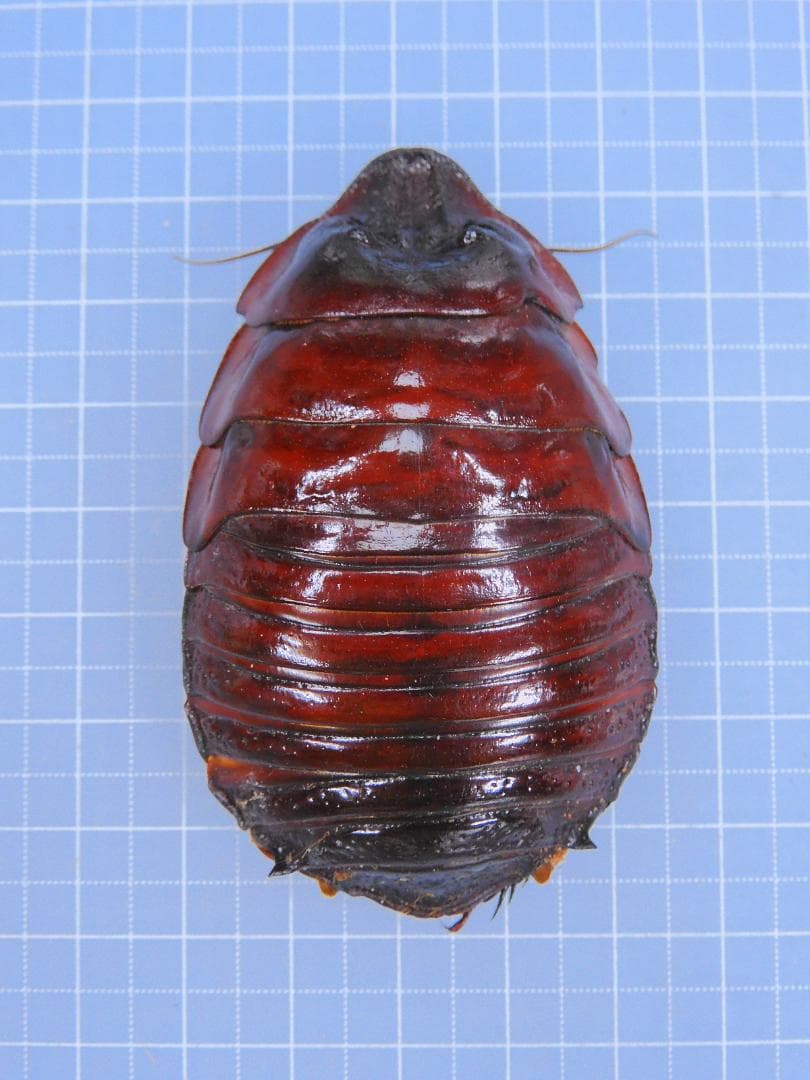 標本 Australia Macropanesthia rhinoceros 69mm