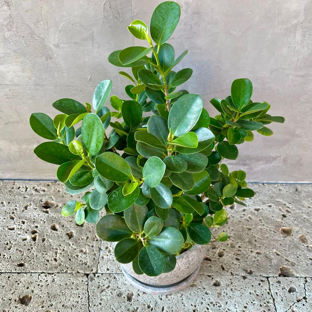 パンダガジュマル　天然苔　盆栽仕立て　陶器鉢　植え込み発送