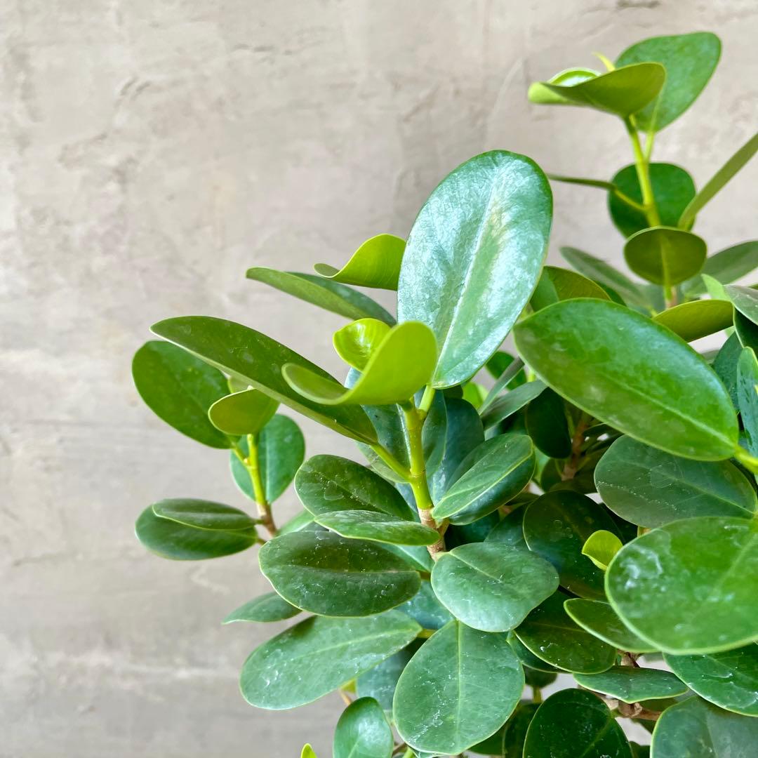 パンダガジュマル　天然苔　盆栽仕立て　陶器鉢　植え込み発送