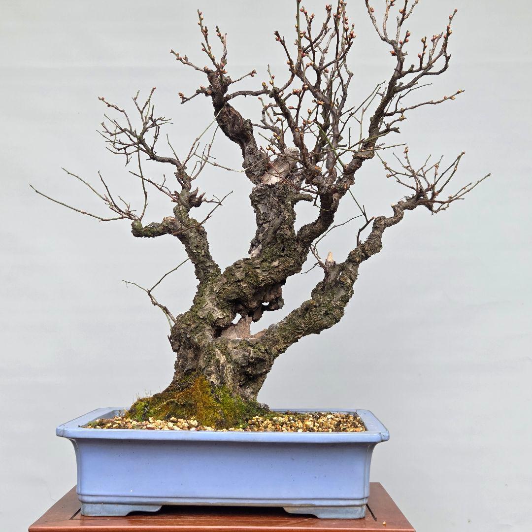 野梅(白一重)　梅[斜幹双幹木]　大品盆栽 タケシになります