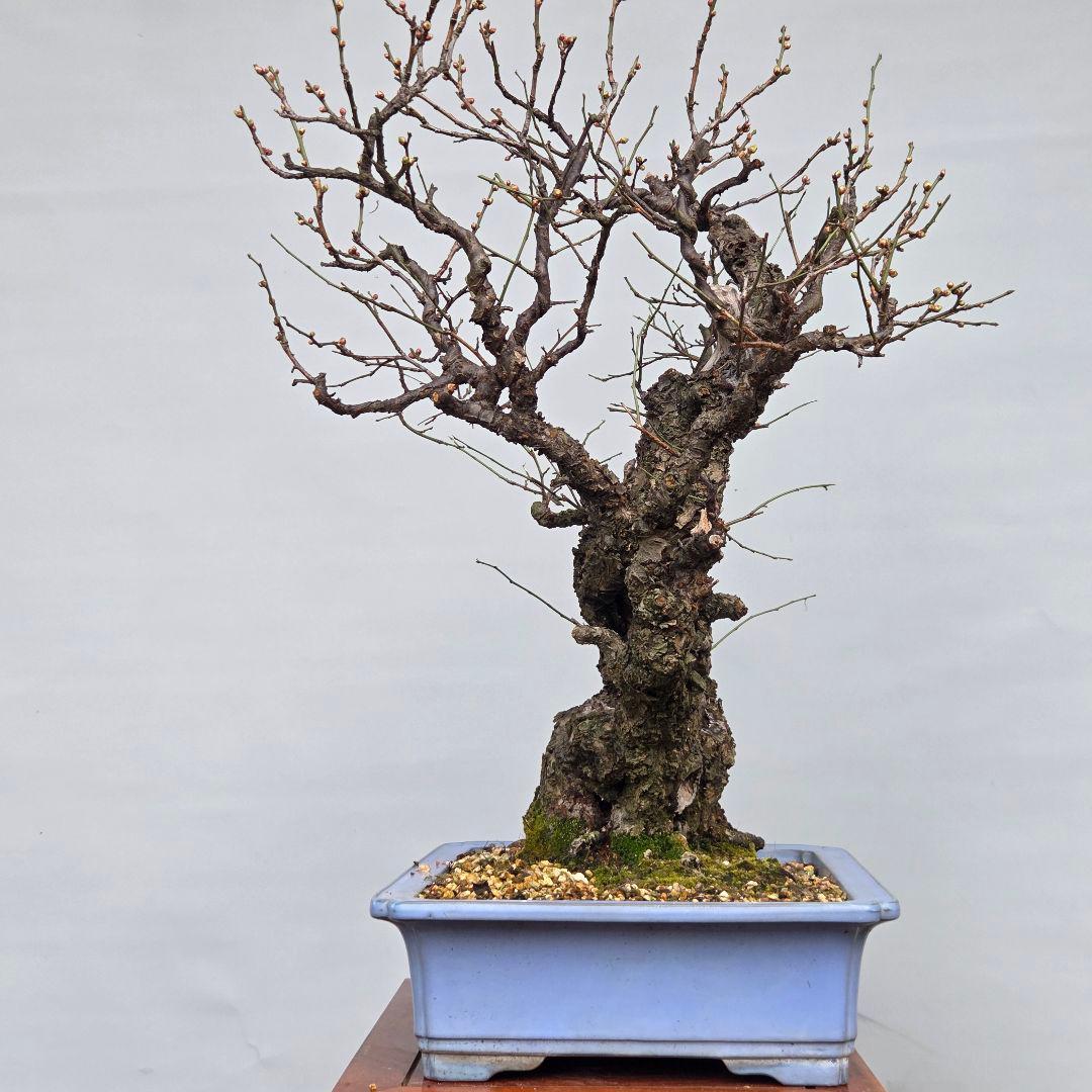 野梅(白一重)　梅[斜幹双幹木]　大品盆栽 タケシになります