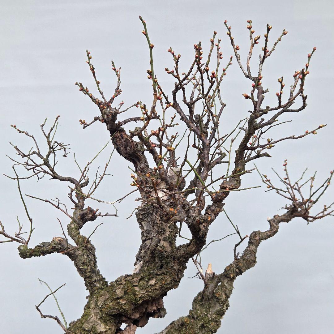 野梅(白一重)　梅[斜幹双幹木]　大品盆栽 タケシになります