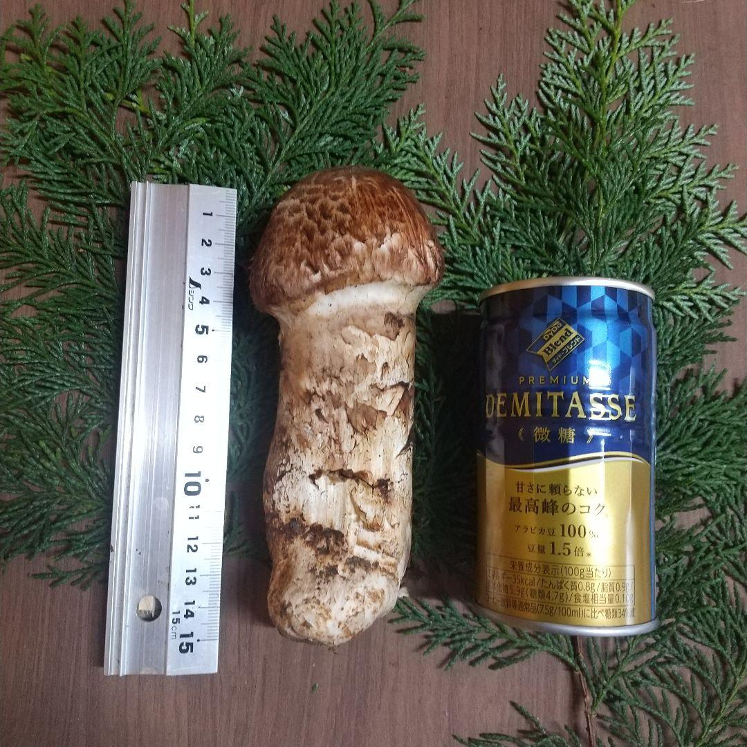 岩手県産 松茸 6-1