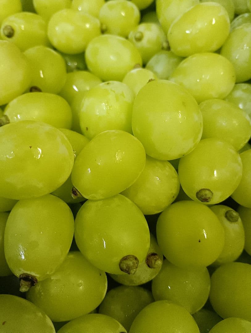 年末限定特売品シャインマスカット5キロ入りの粒バック入りになります。