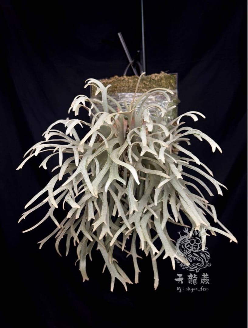 P.willinckii Linea 流線 (HHR) 親株