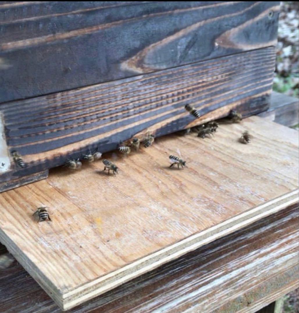 fu&hi 日本ミツバチの非加熱とろとろ生はちみつ×3クリーム50ml×1