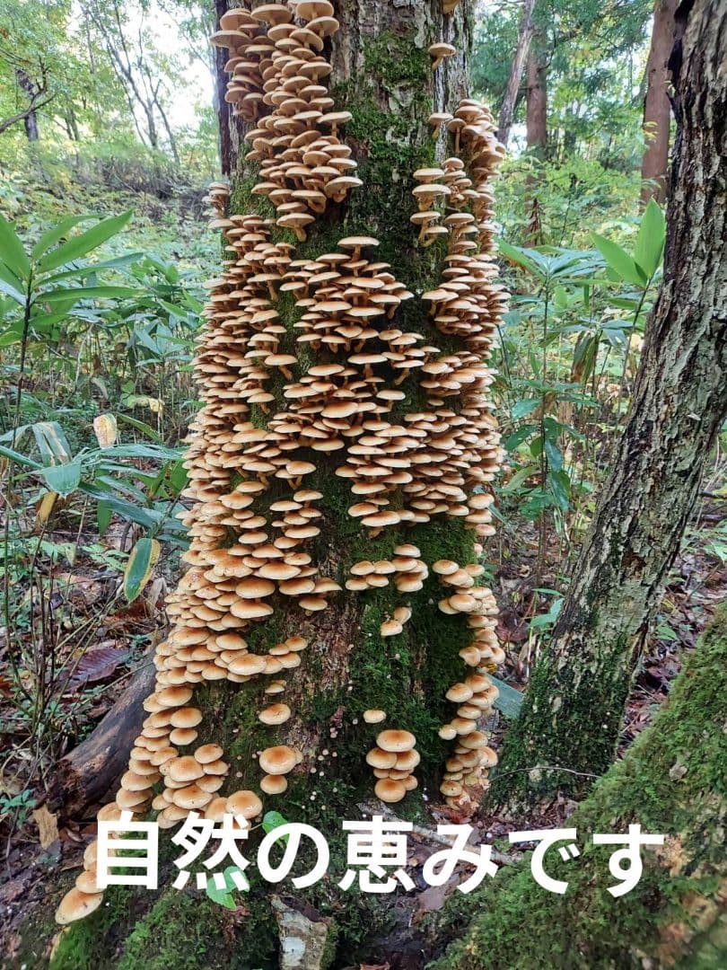 生なめこ　3kg！