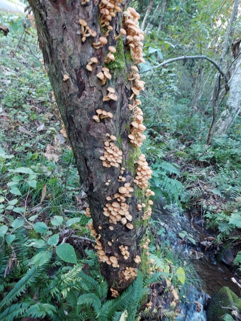 生なめこ　3kg！